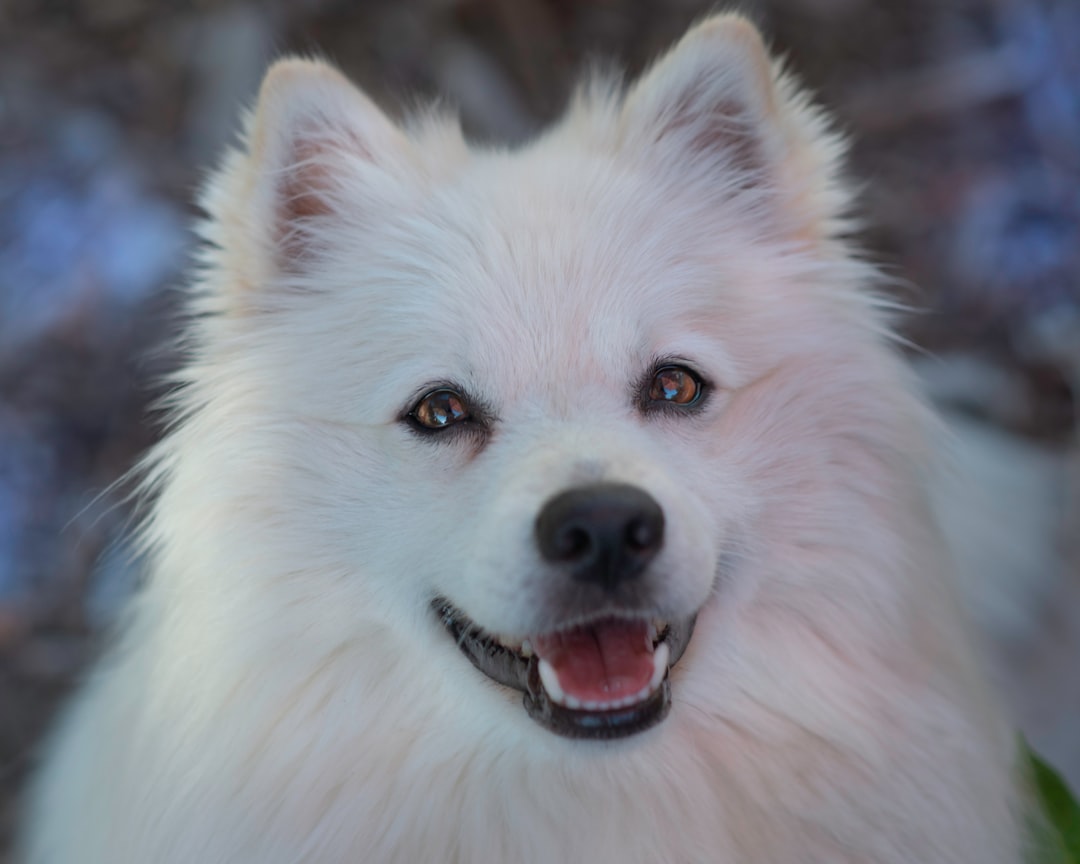 Adorable Baby Dogs: The Ultimate Cuteness Overload